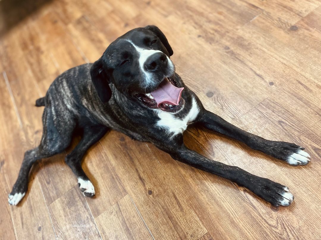 Enlarge Claire, a Adoptable Cane Corso in Lake Odessa, MI image 11/12