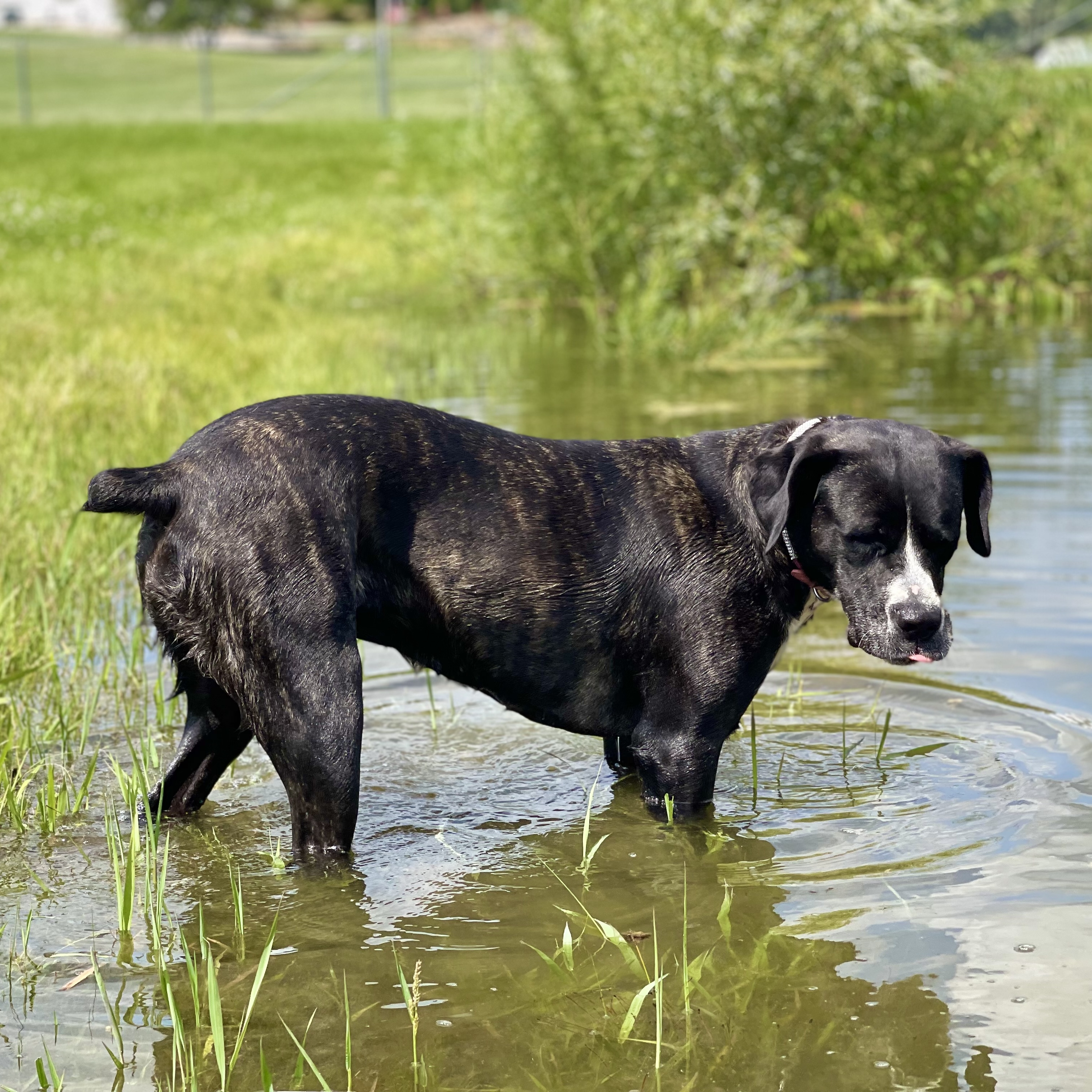 Enlarge Claire, a Adoptable Cane Corso in Lake Odessa, MI image 9/12