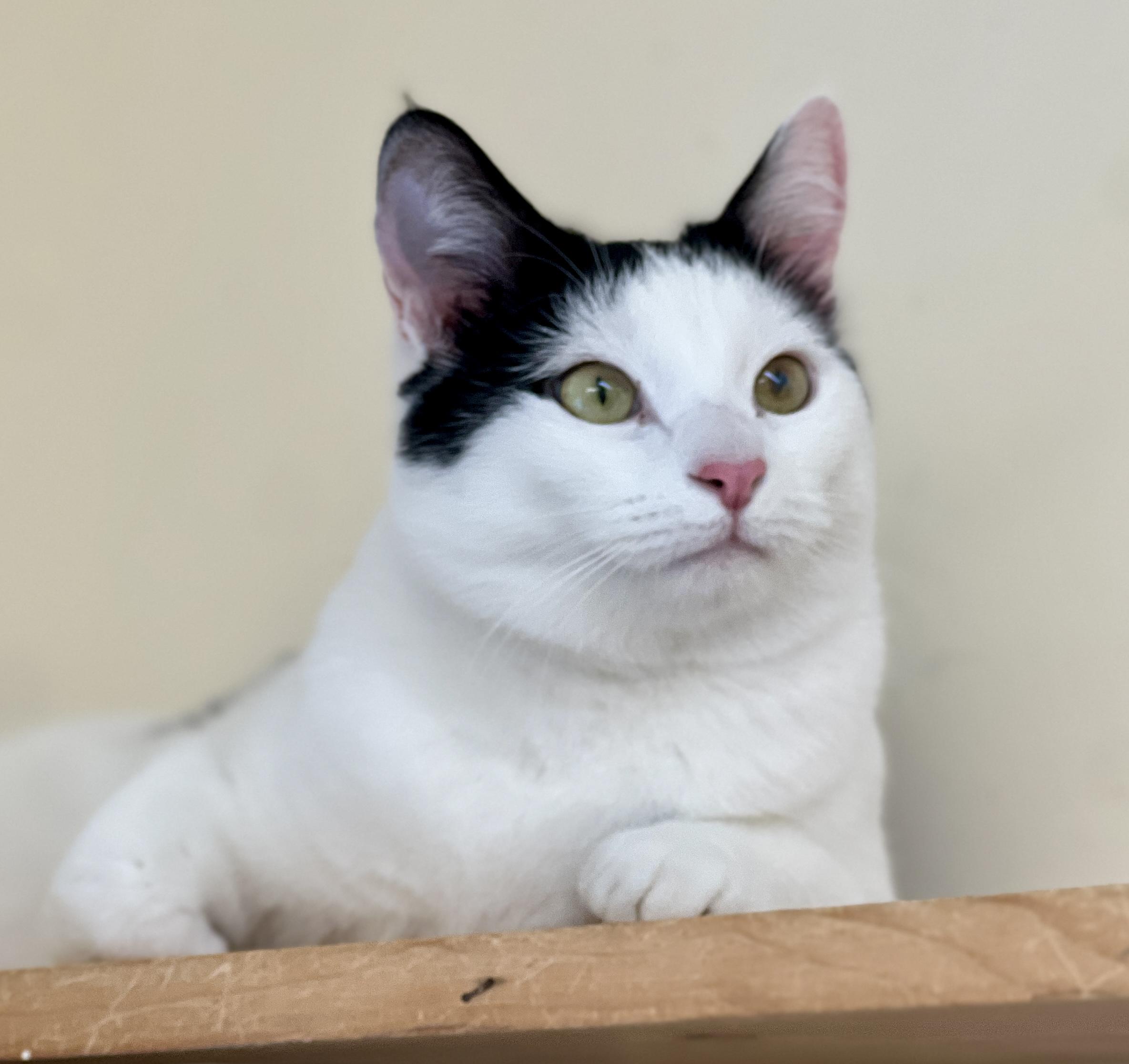 Theodore, an adopted Turkish Van in Sautee Nacoochee, GA image 3/4