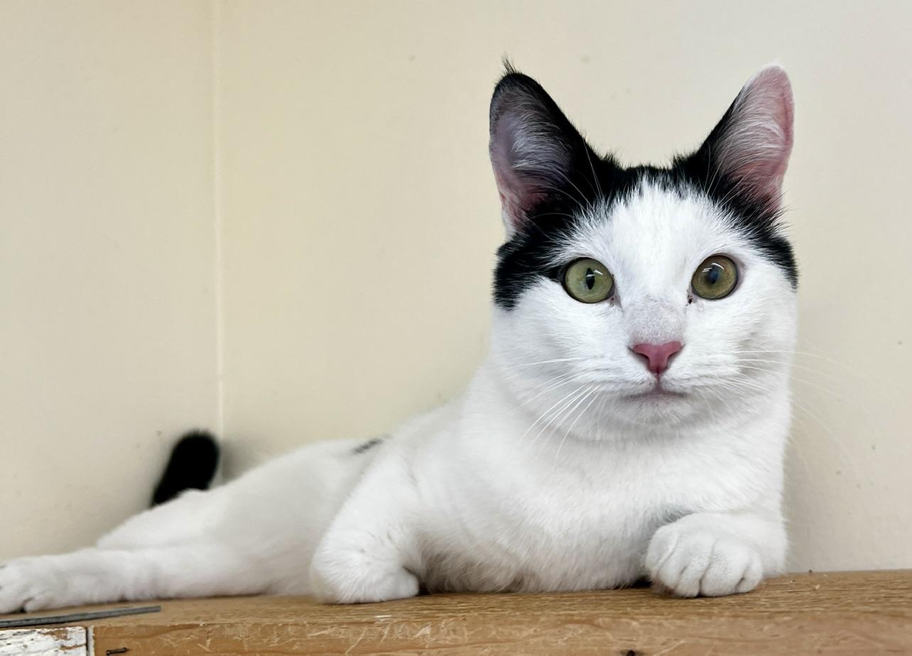 Theodore, an adopted Turkish Van in Sautee Nacoochee, GA image 1/4