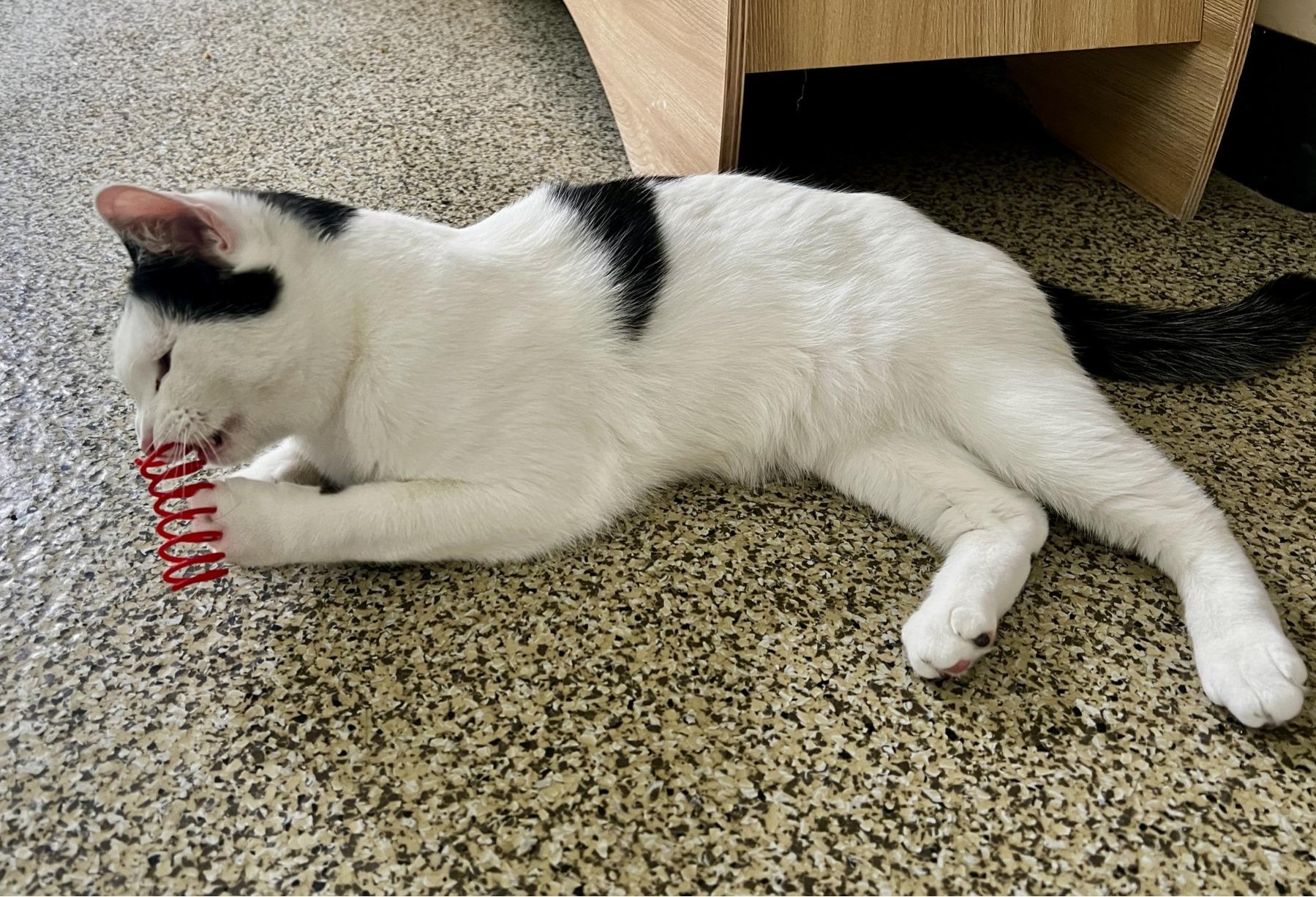 Theodore, an adopted Turkish Van in Sautee Nacoochee, GA image 4/4