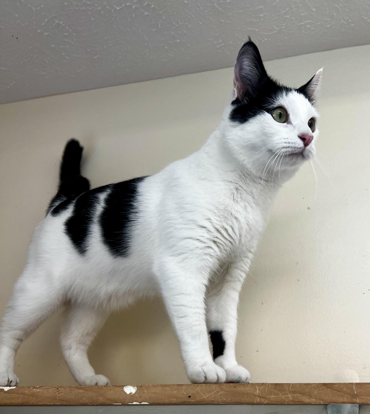 Theodore, an adopted Turkish Van in Sautee Nacoochee, GA image 2/4