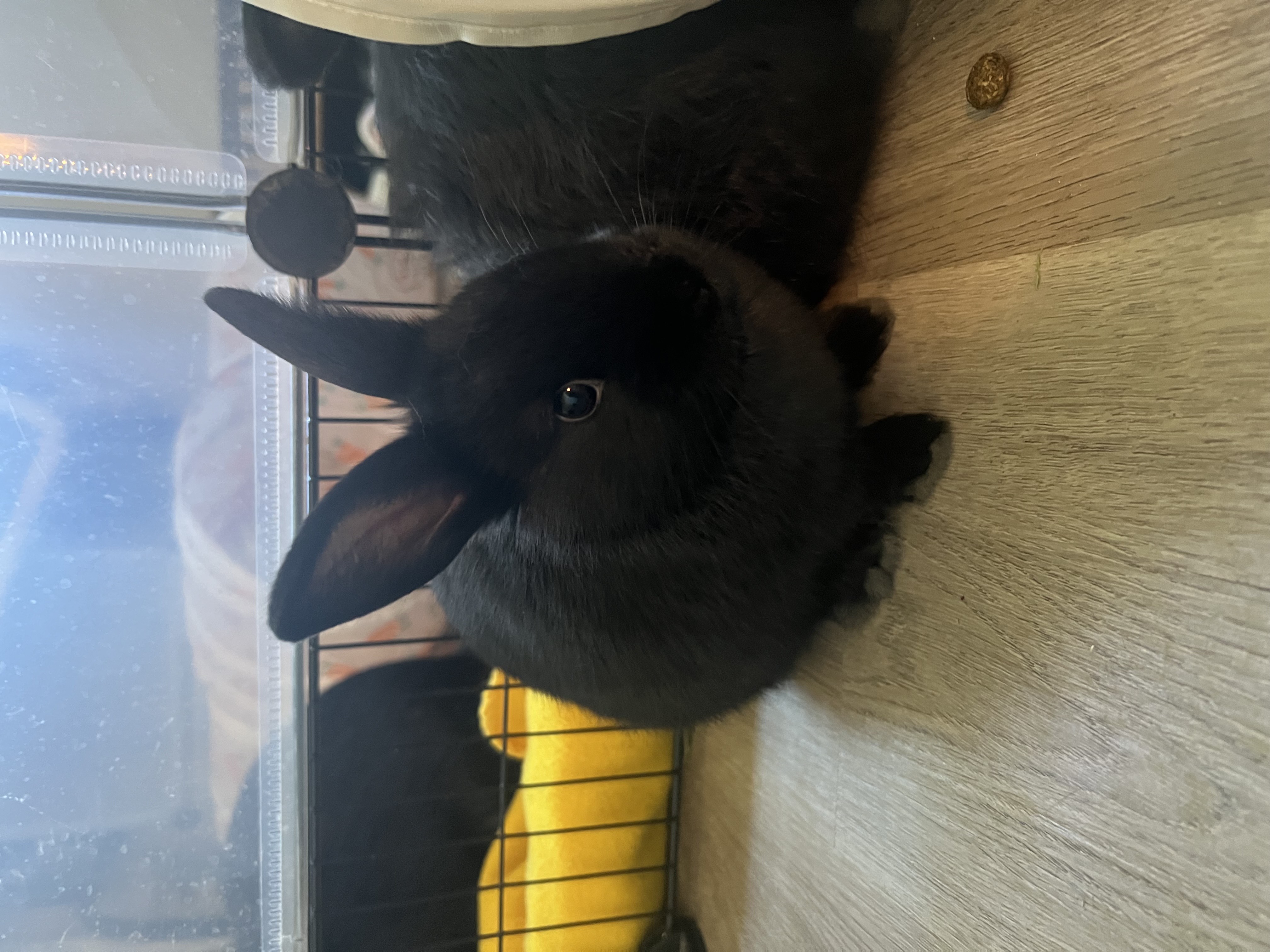 Rabbit for adoption Ash, a New Zealand Mix in WinstonSalem, NC