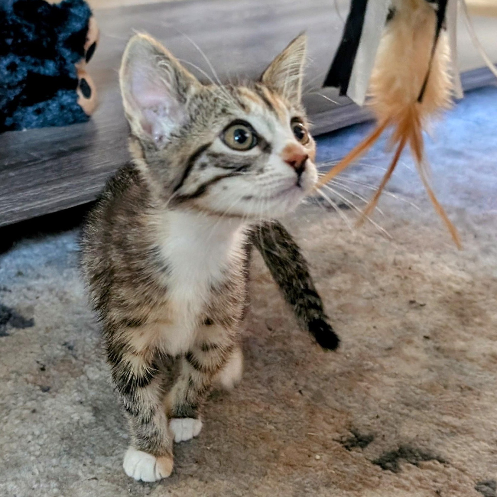 Rosé (female kitten) Domestic Short Hair Cat