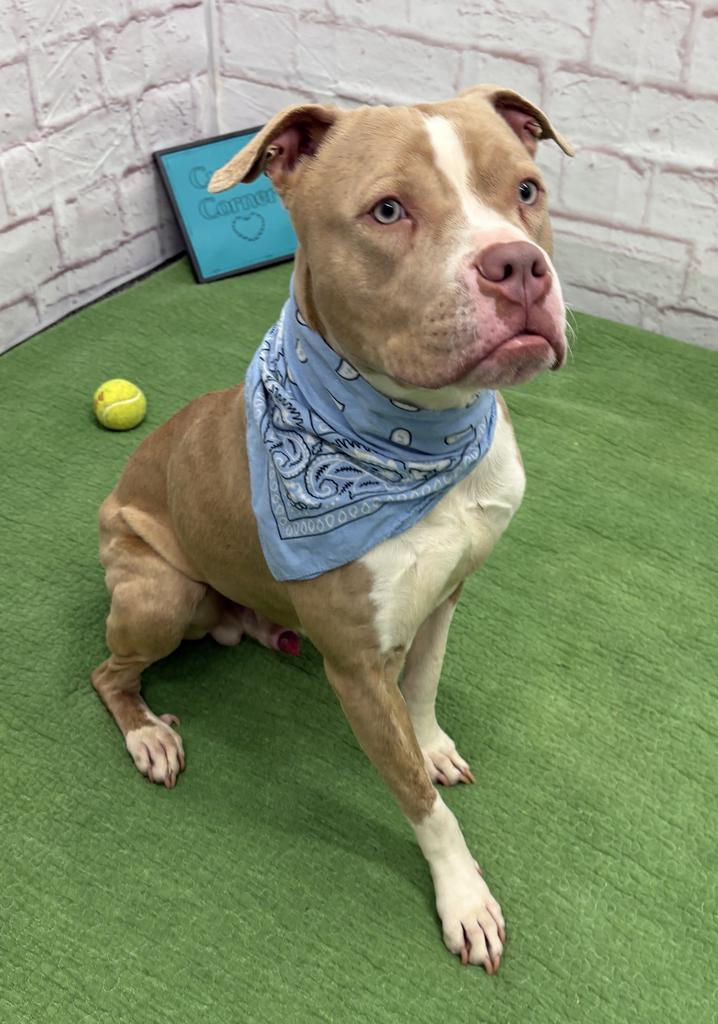 Avo, Adoptable, Adult Male Mixed Breed.