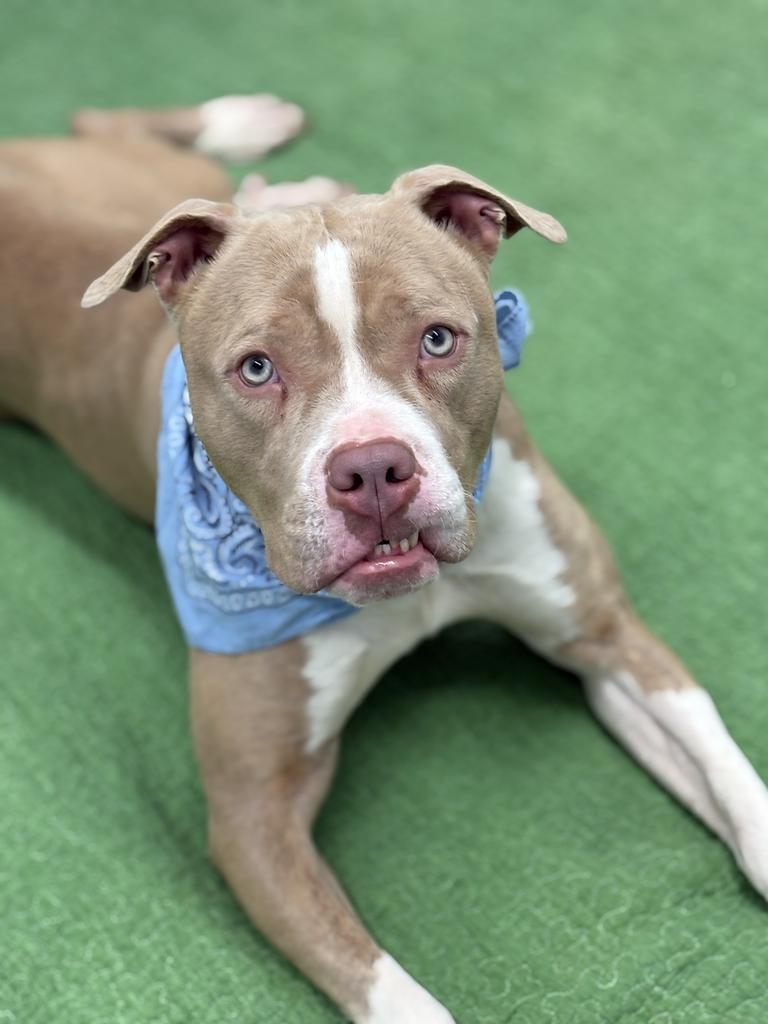 Enlarge Avo, a Adoptable mixed breed in Detroit, MI image 2/6