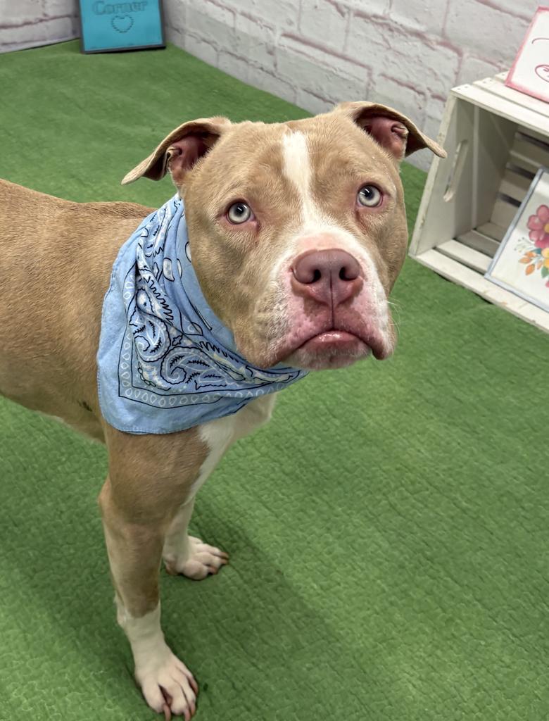 Enlarge Avo, a Adoptable mixed breed in Detroit, MI image 3/6