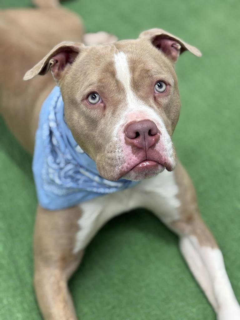 Enlarge Avo, a Adoptable mixed breed in Detroit, MI image 4/6