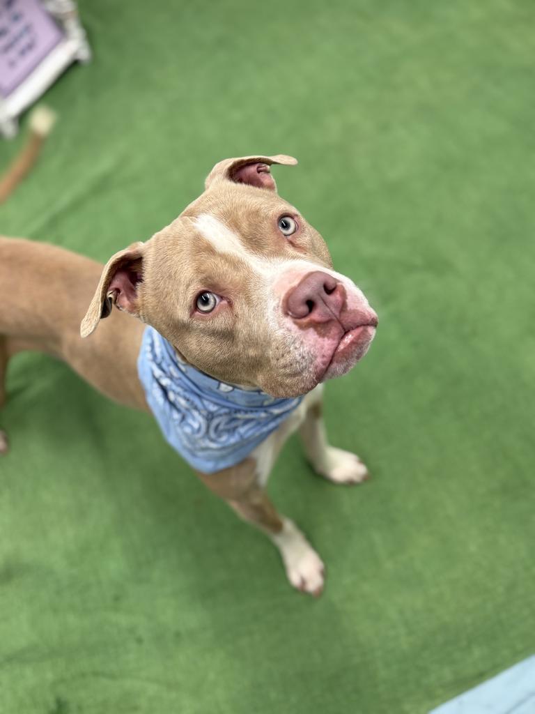 Enlarge Avo, a Adoptable mixed breed in Detroit, MI image 5/6