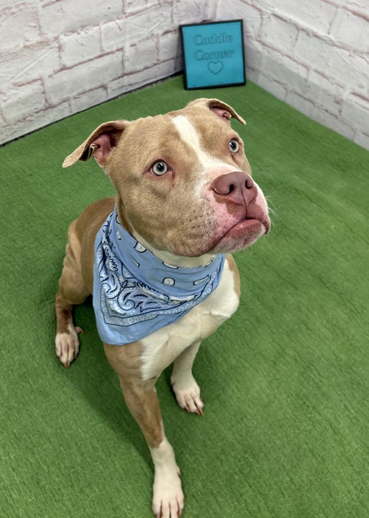 Enlarge Avo, a Adoptable mixed breed in Detroit, MI image 6/6