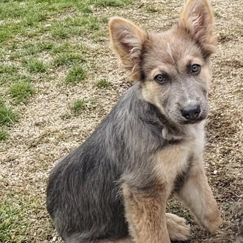 Isla, Adoptable, Puppy Female Mixed Breed.