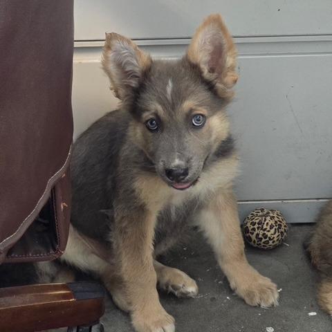 Enlarge Isla, a Adoptable Mixed Breed in Cashmere, WA image 2/5