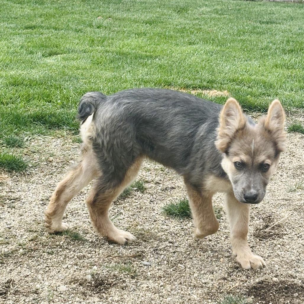 Enlarge Isla, a Adoptable Mixed Breed in Cashmere, WA image 3/5