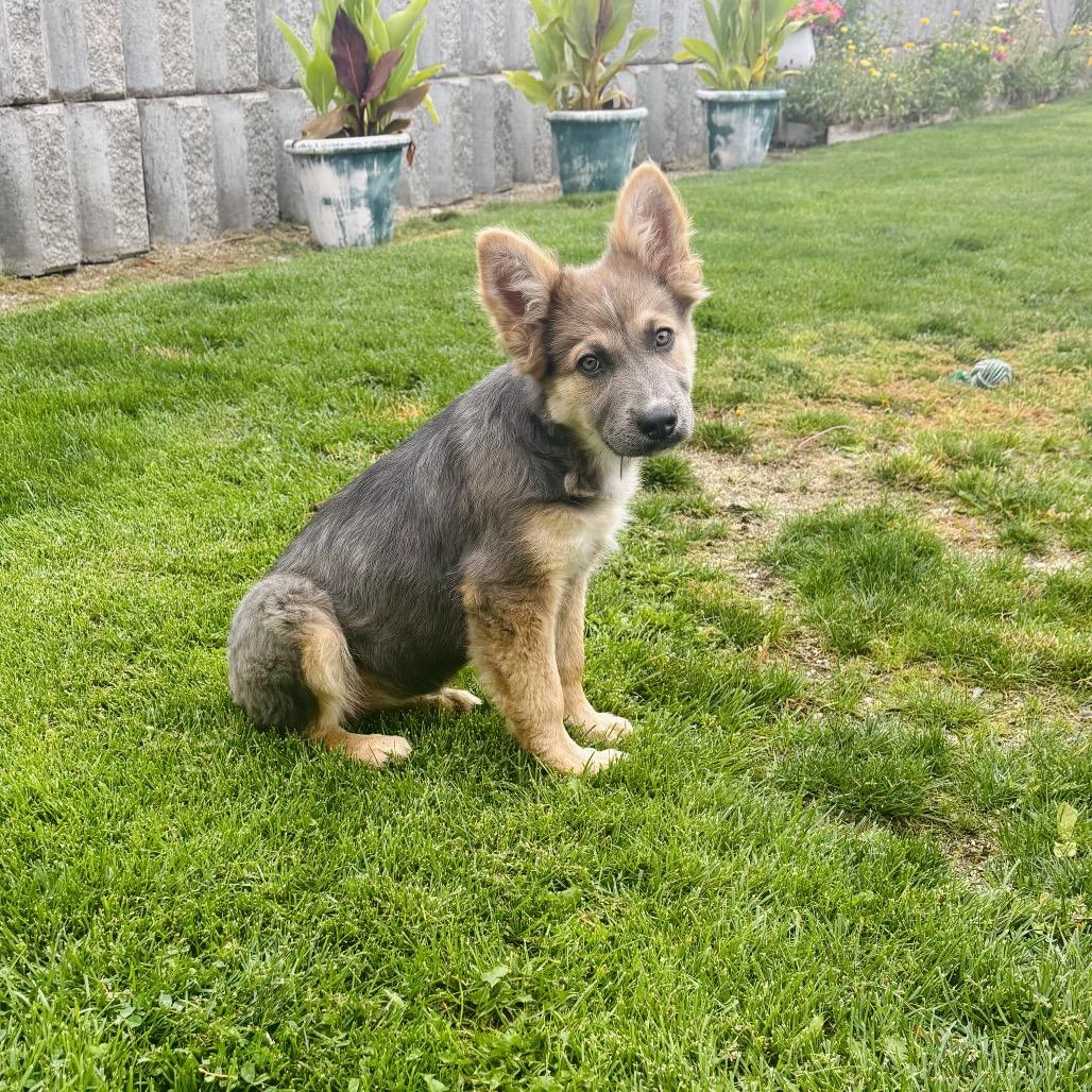 Enlarge Isla, a Adoptable Mixed Breed in Cashmere, WA image 4/5