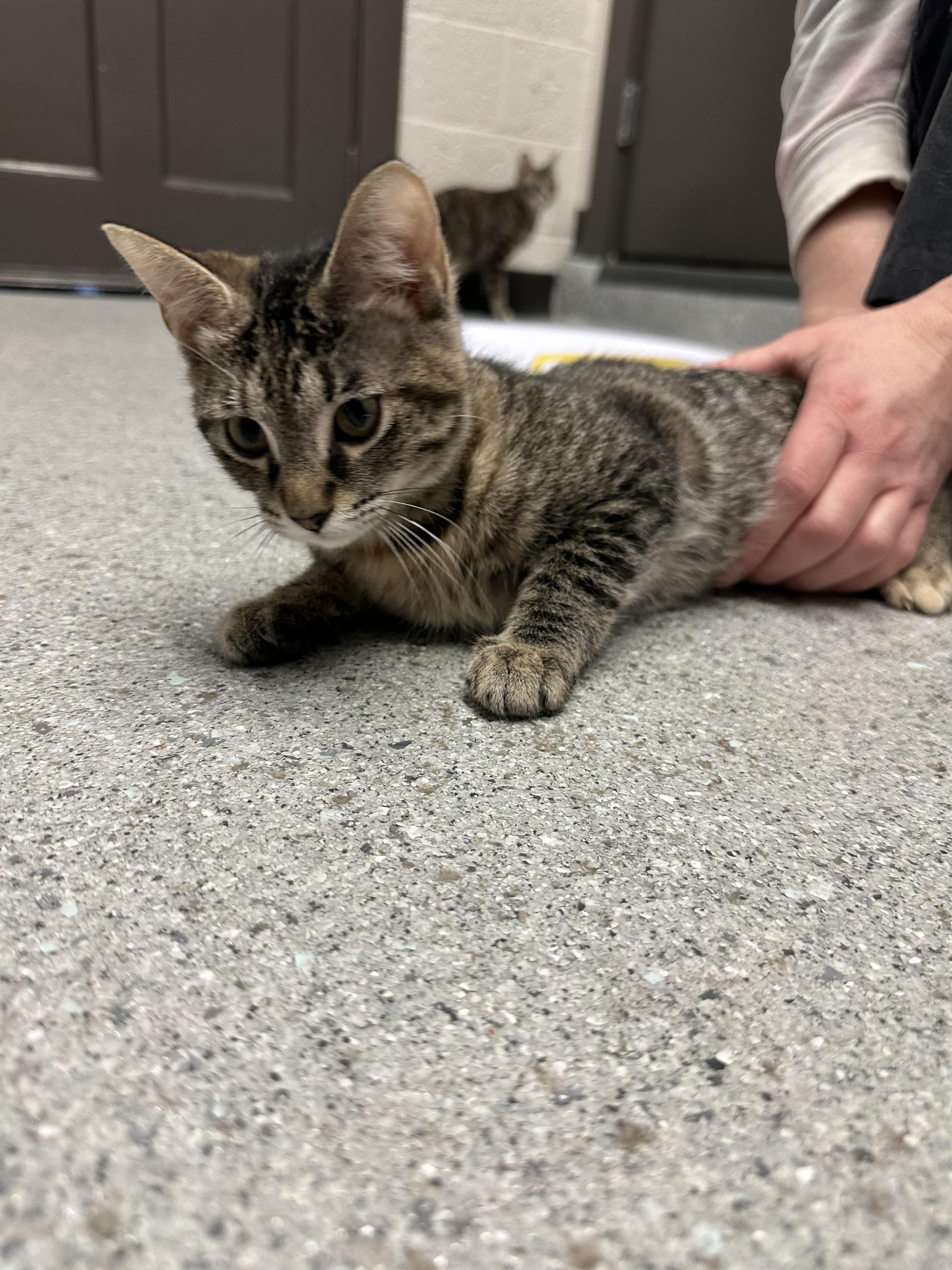 Enlarge Vampira, a Adopted Domestic Short Hair in Grand Rapids, MI image 1/1