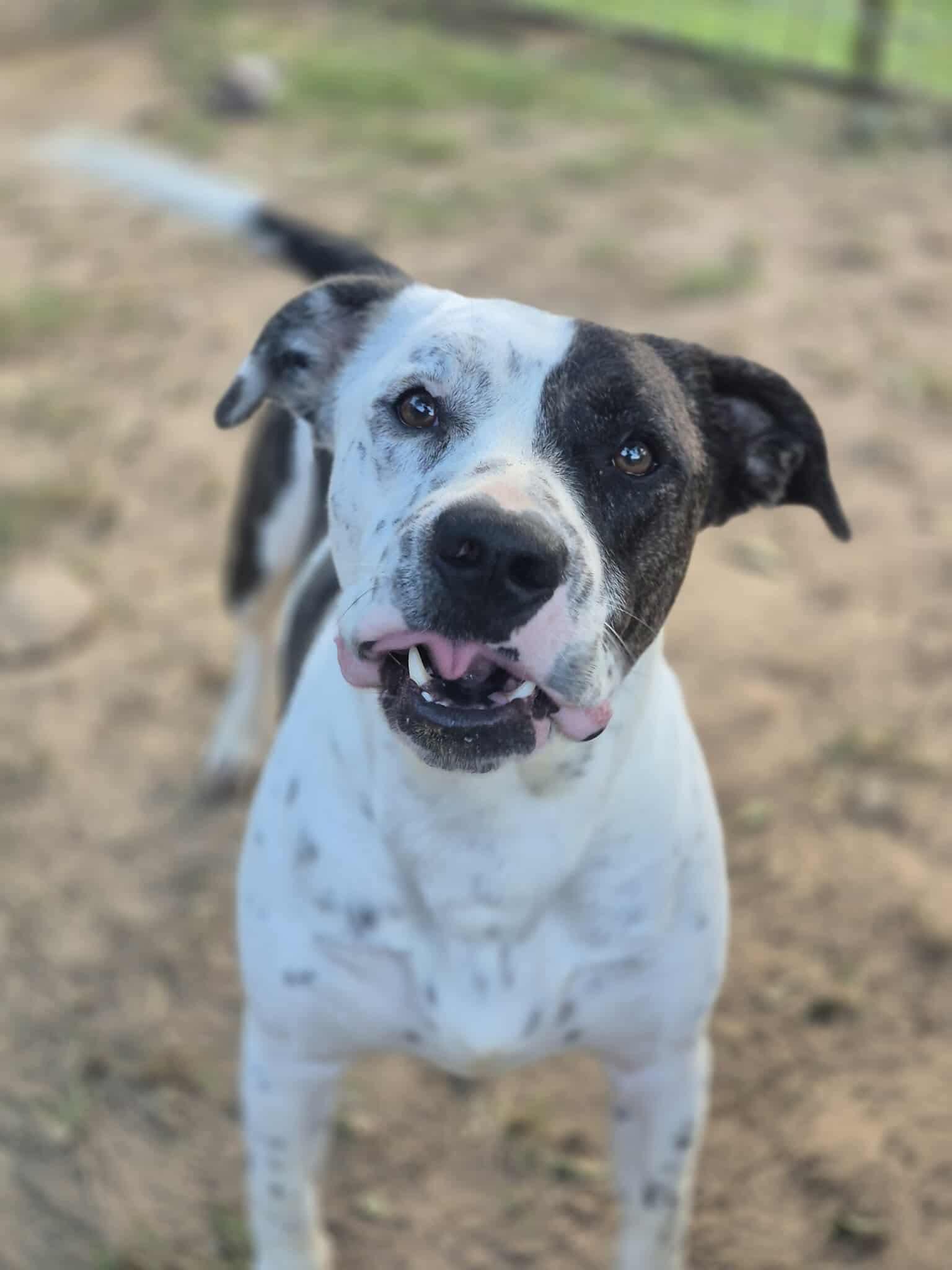 Enlarge Peter Parker, a Adoptable mixed breed in Dover, AR image 1/6