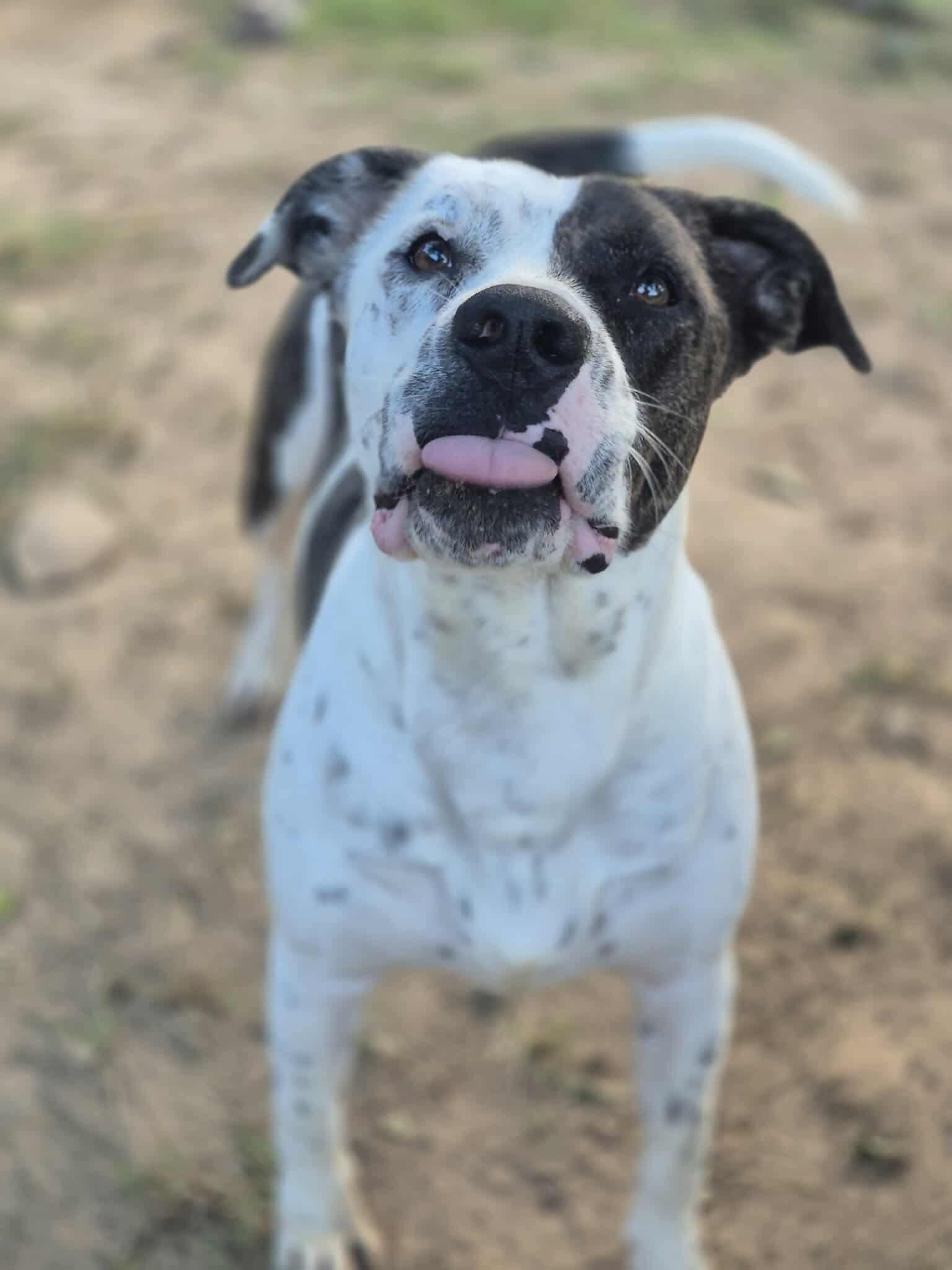 Enlarge Peter Parker, a Adoptable mixed breed in Dover, AR image 2/6