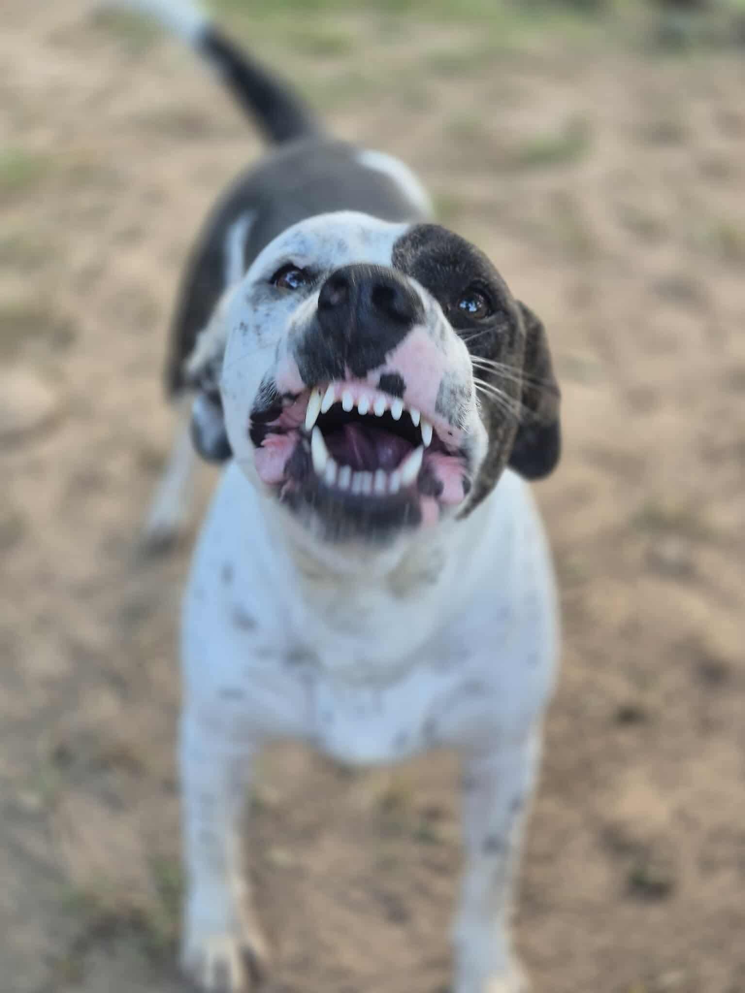 Enlarge Peter Parker, a Adoptable mixed breed in Dover, AR image 3/6