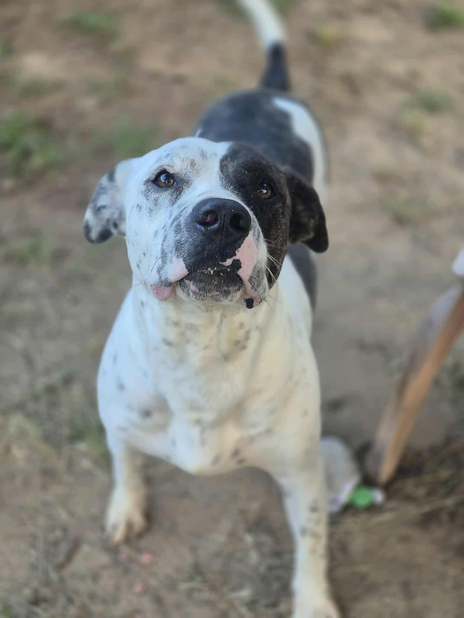 Enlarge Peter Parker, a Adoptable mixed breed in Dover, AR image 4/6