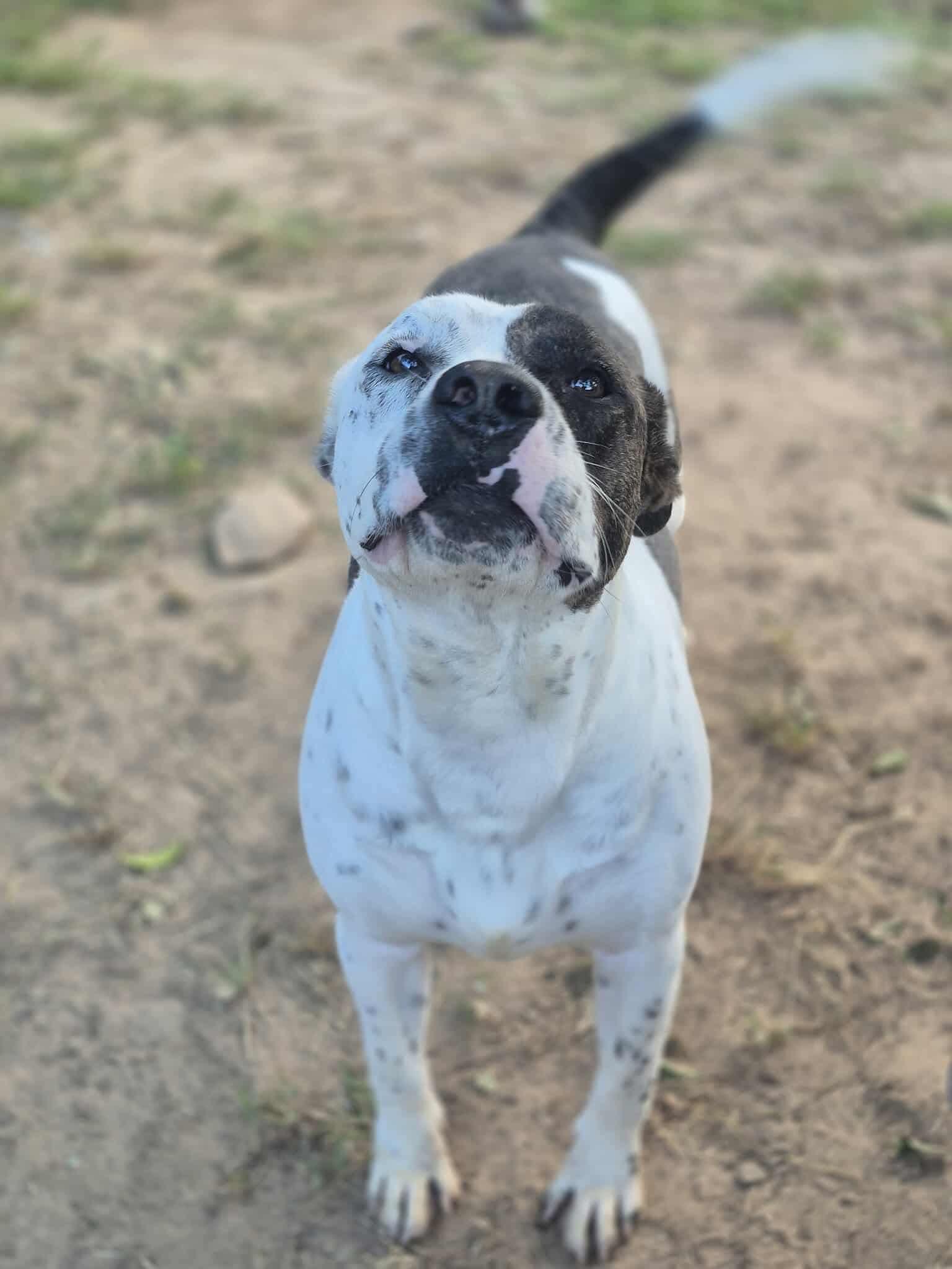 Enlarge Peter Parker, a Adoptable mixed breed in Dover, AR image 5/6