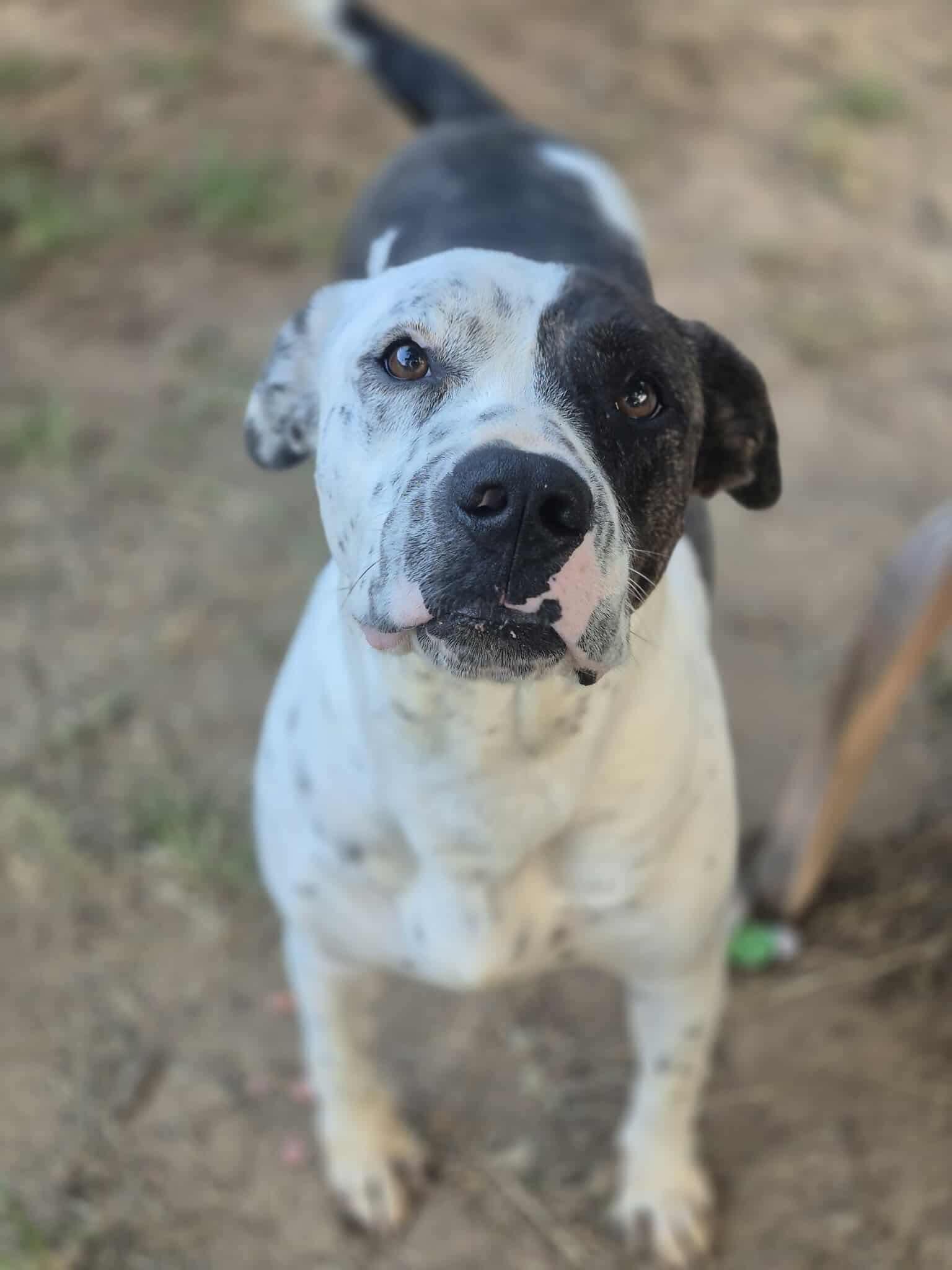Enlarge Peter Parker, a Adoptable mixed breed in Dover, AR image 6/6