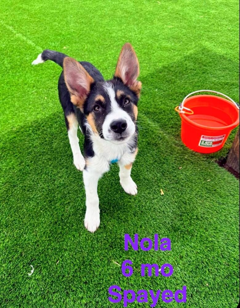Enlarge Nola, a Adoptable mixed breed in Evergreen, CO image 1/1