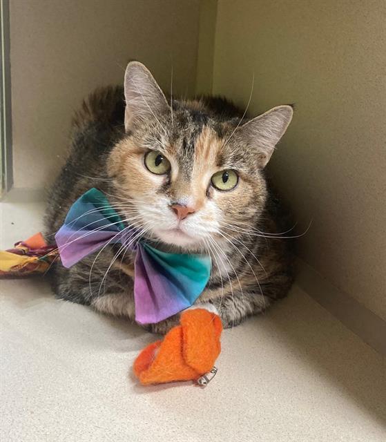 Enlarge KITTY CAT, a Adoptable Domestic Short Hair in Upper Marlboro, MD image 1/1