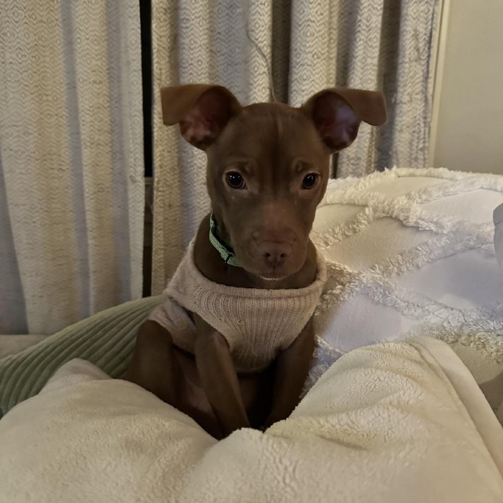 Bundt Cake, Adoptable, Puppy Female Pit Bull Terrier.