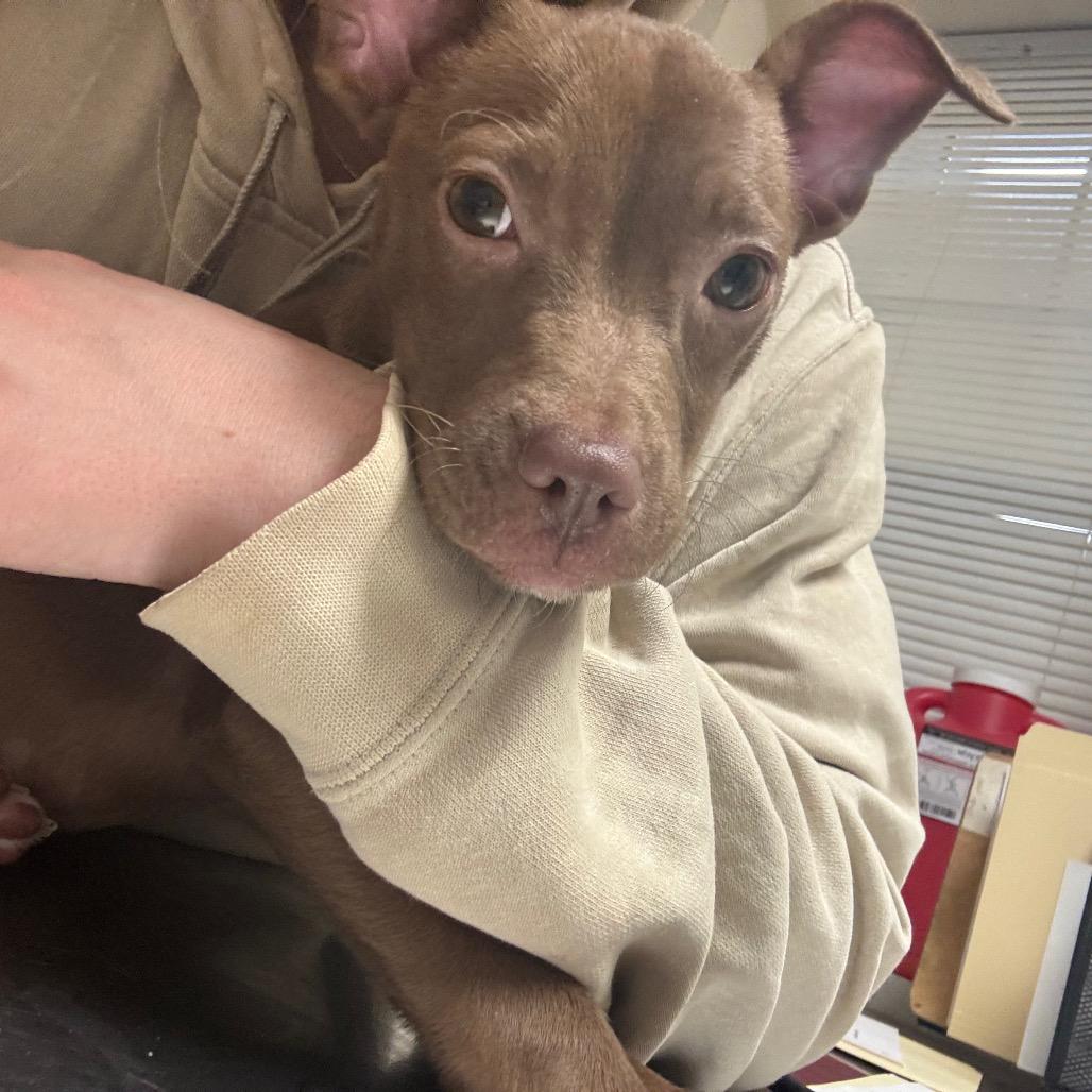Enlarge Bundt Cake, a Adoptable Pit Bull Terrier in Pekin, IL image 2/2