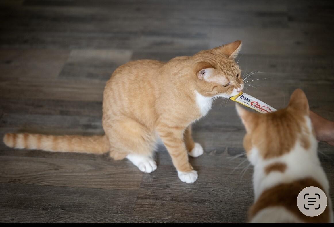 Ripple, Adoptable, Adult Male Domestic Short Hair.