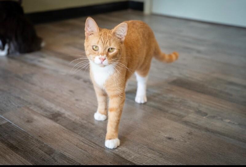 Enlarge Ripple, a Adoptable Domestic Short Hair in Grand Rapids, MI image 2/6