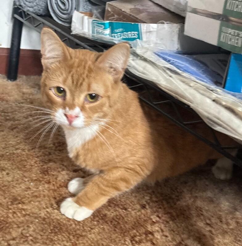 Enlarge Ripple, a Adoptable Domestic Short Hair in Grand Rapids, MI image 3/6