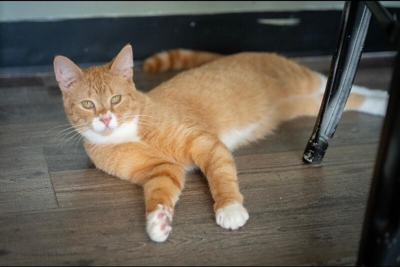Enlarge Ripple, a Adoptable Domestic Short Hair in Grand Rapids, MI image 4/6
