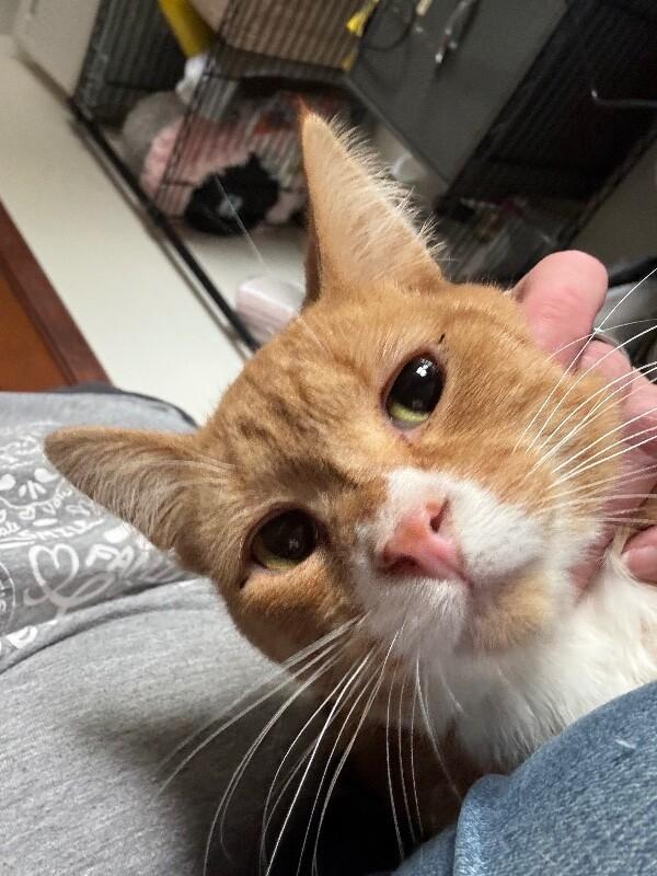Enlarge Ripple, a Adoptable Domestic Short Hair in Grand Rapids, MI image 5/6