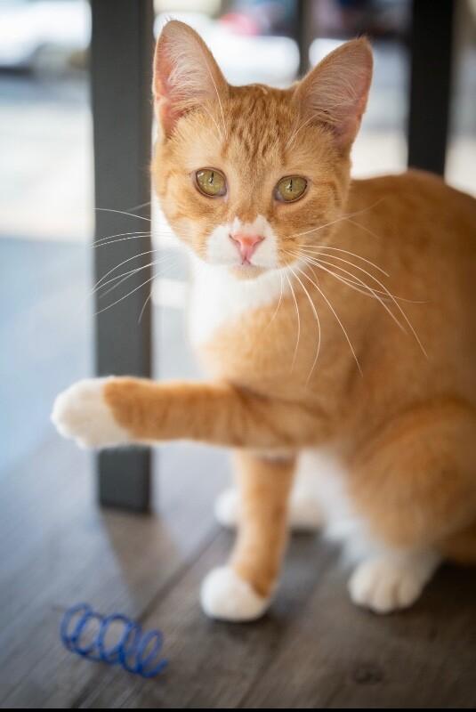 Enlarge Ripple, a Adoptable Domestic Short Hair in Grand Rapids, MI image 6/6