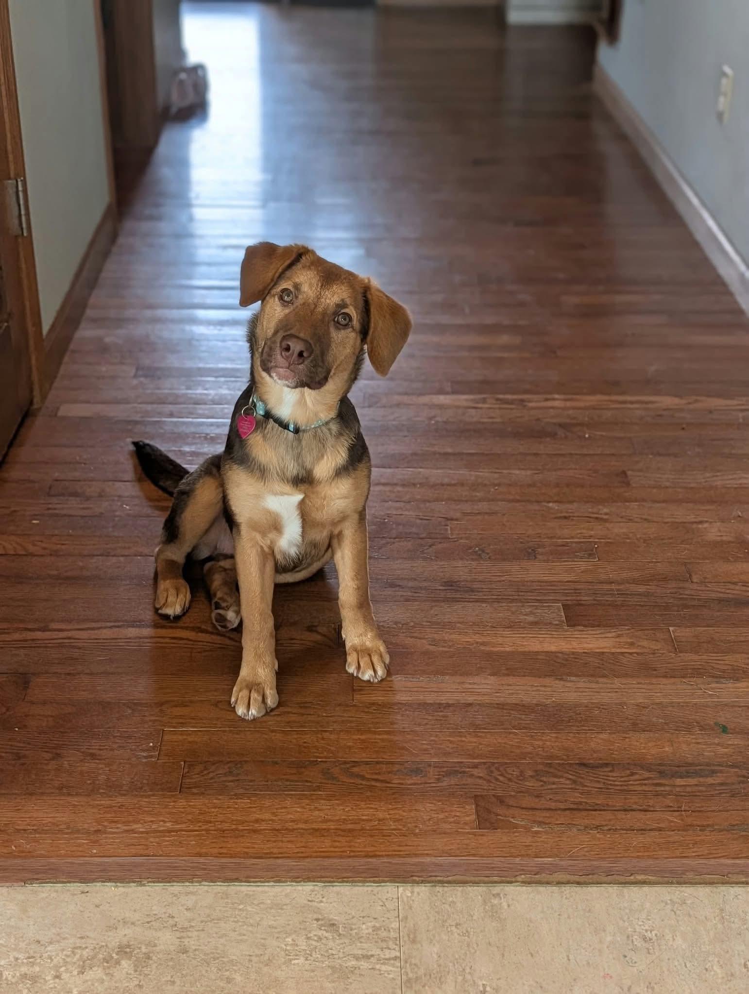 Enlarge Goldie, a Adoptable mixed breed in Byron, IL image 3/3