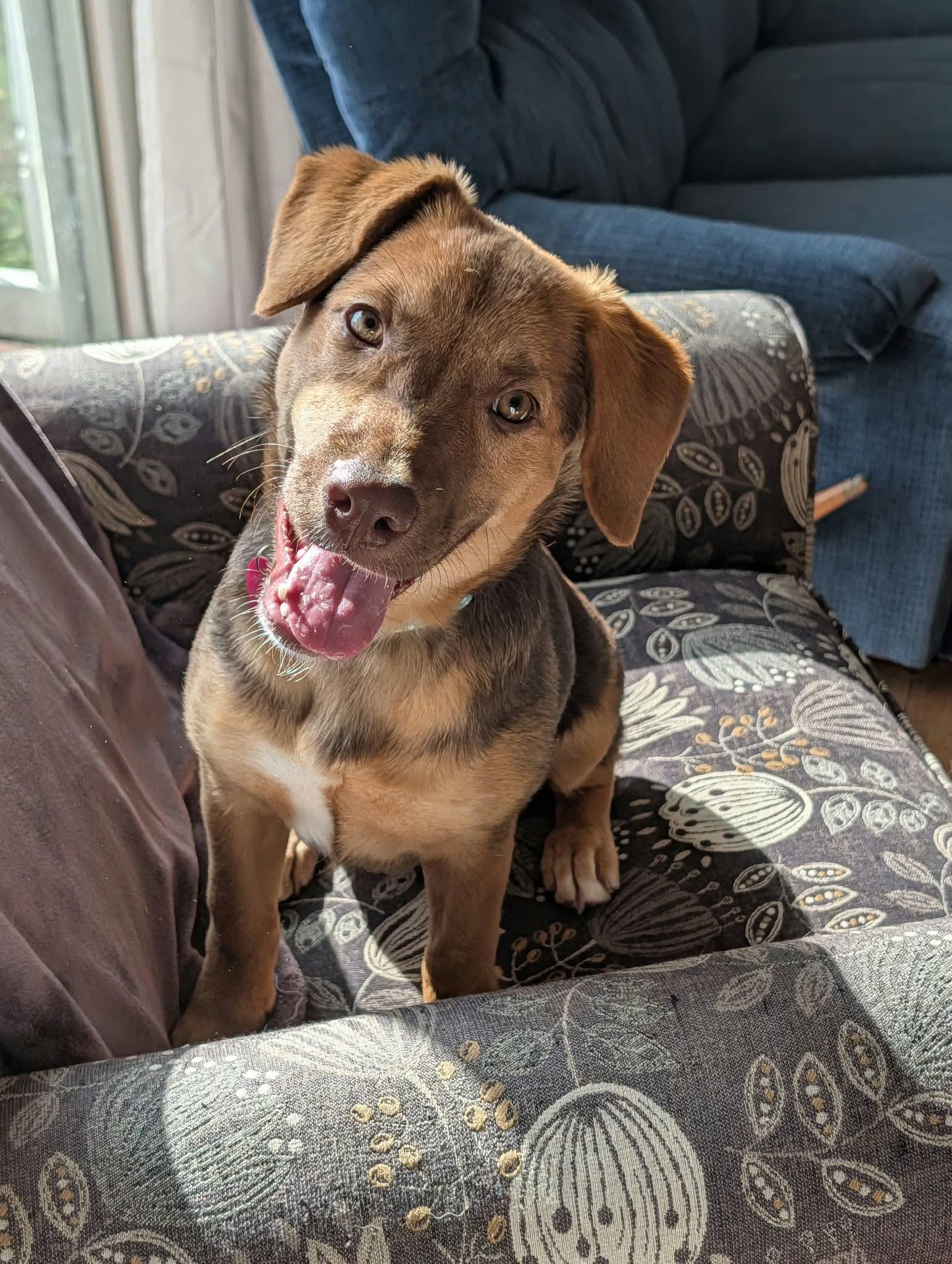 Enlarge Goldie, a Adoptable mixed breed in Byron, IL image 2/3