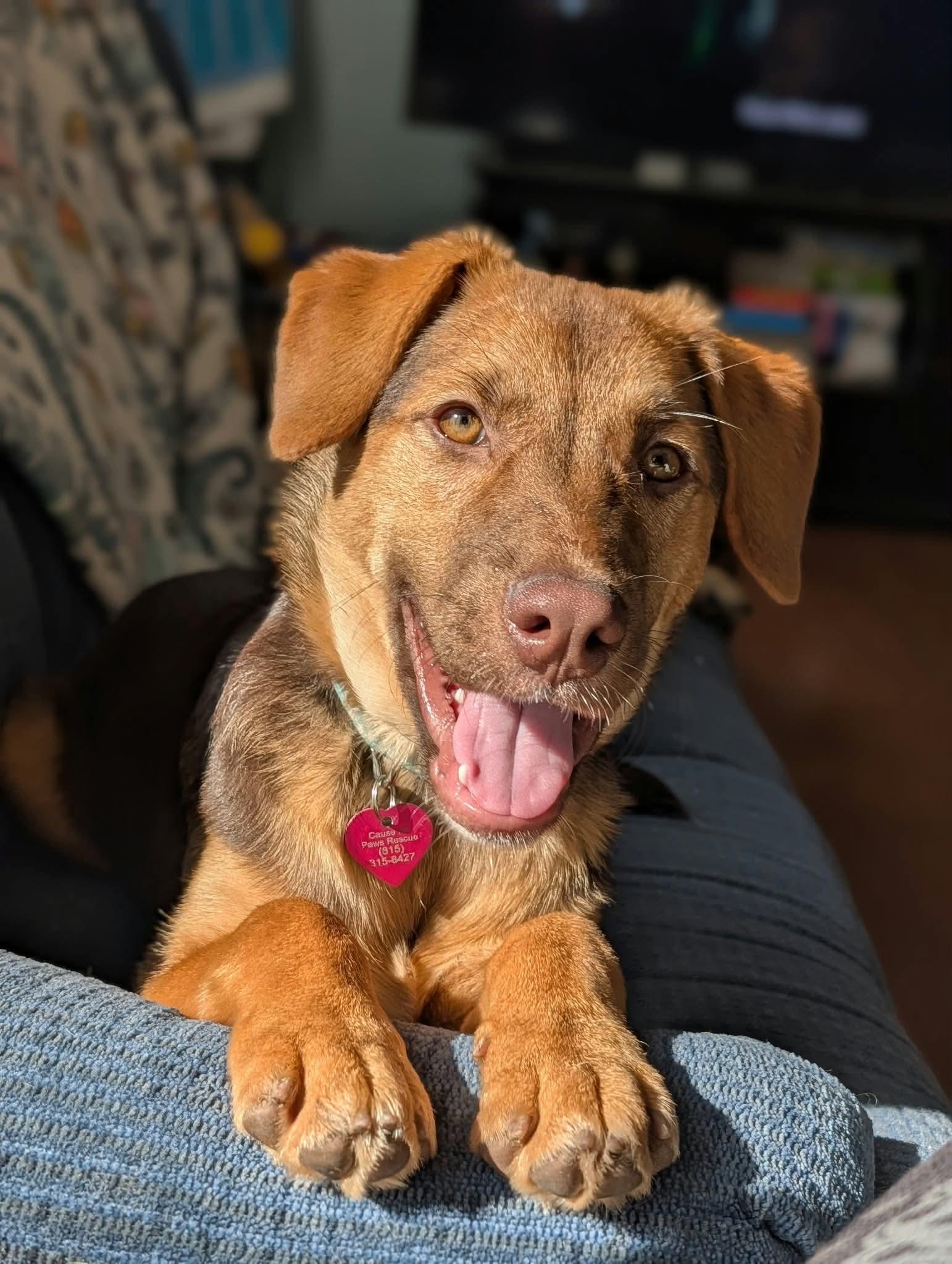 Goldie, Adoptable, Puppy Female German Shepherd Dog & Labrador Retriever.