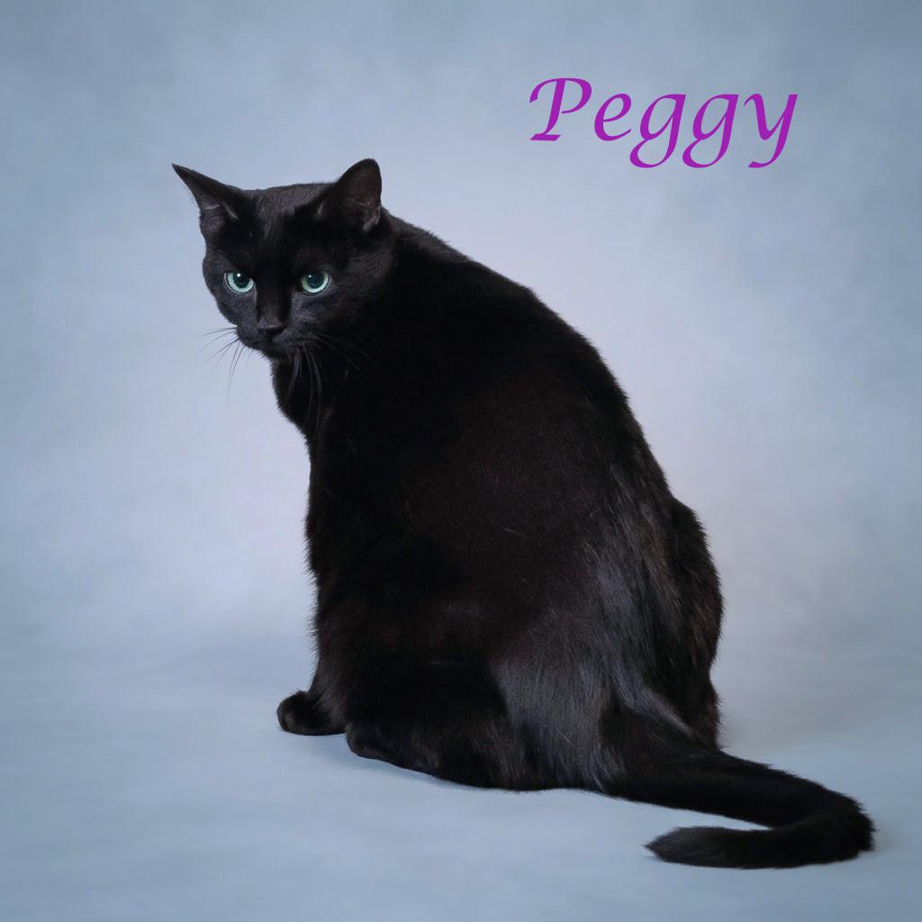 Enlarge Peggy C23-365, a Adoptable mixed breed in Lebanon, TN image 1/4