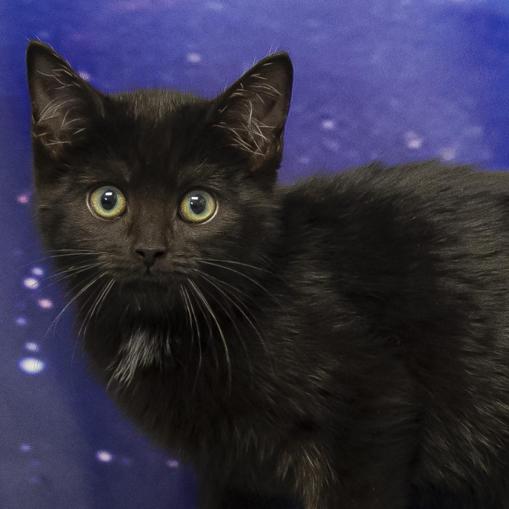 Enlarge Peggy C23-365, a Adoptable mixed breed in Lebanon, TN image 2/4
