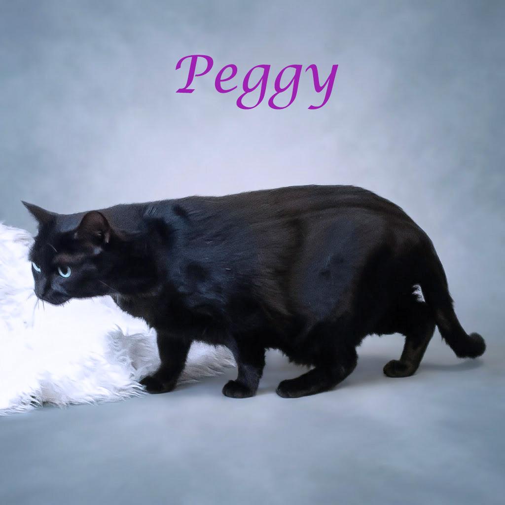 Enlarge Peggy C23-365, a Adoptable mixed breed in Lebanon, TN image 3/4