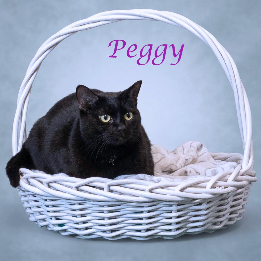 Enlarge Peggy C23-365, a Adoptable mixed breed in Lebanon, TN image 4/4