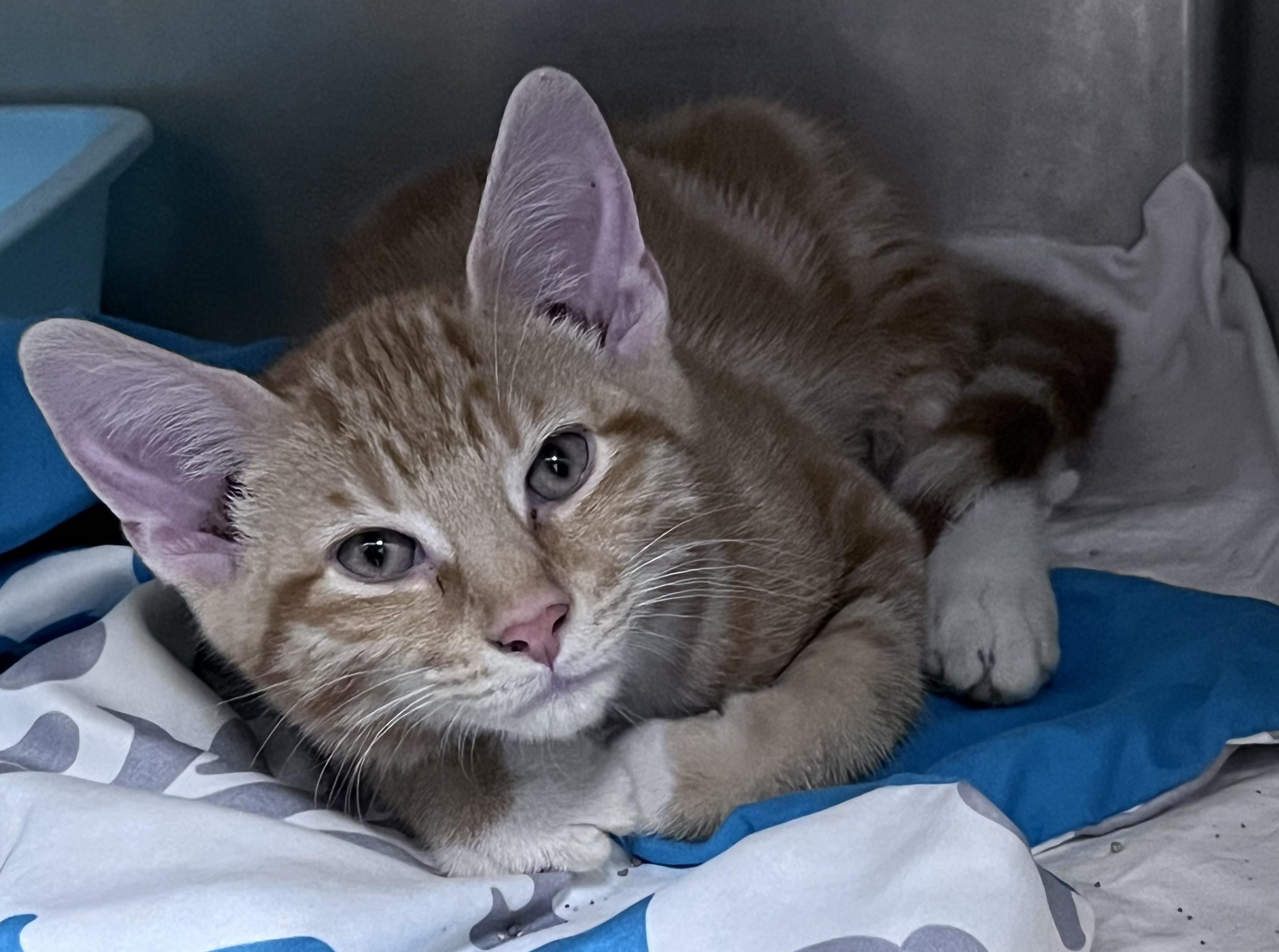 Enlarge Oliver, a Adopted Domestic Short Hair in Youngstown, OH image 1/1