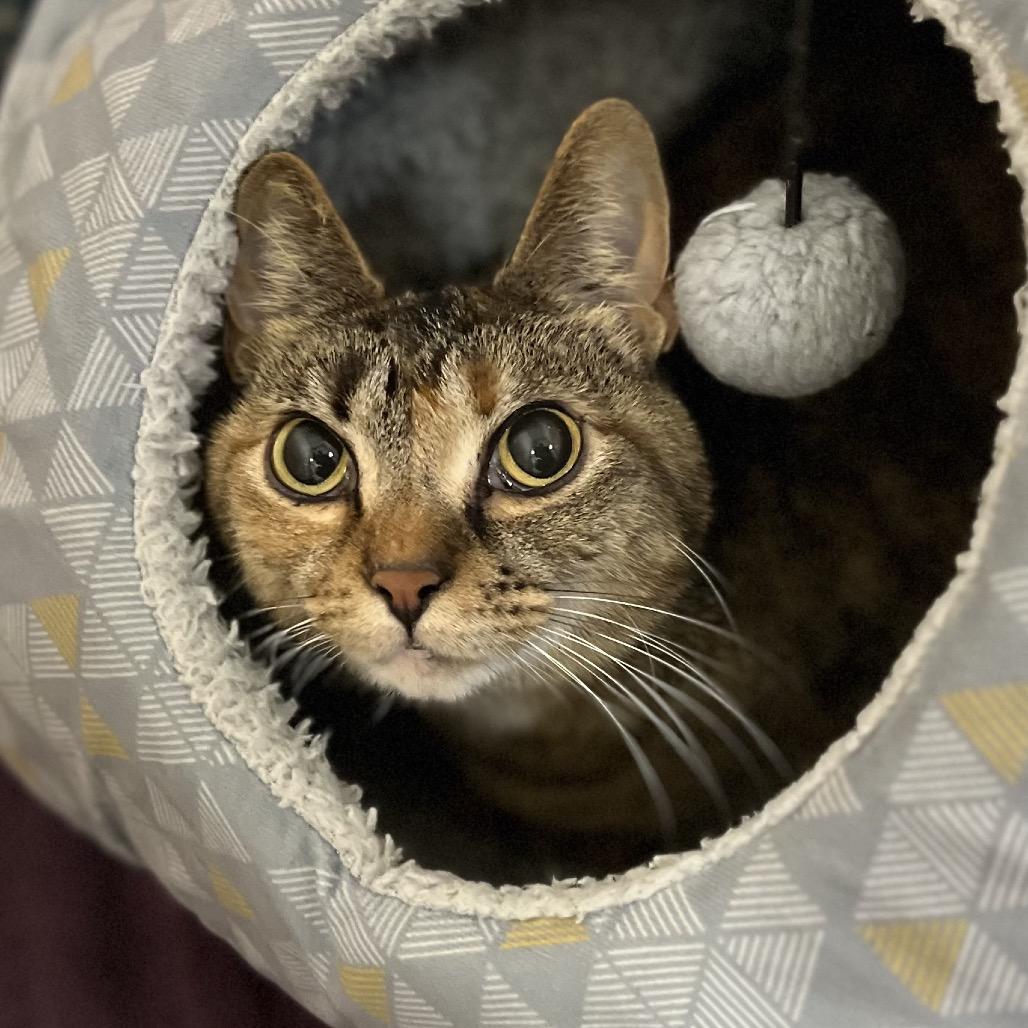 Enlarge Clover, a Adoptable Domestic Short Hair in Owosso, MI image 1/3