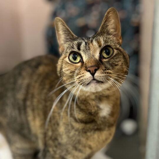 Enlarge Clover, a Adoptable Domestic Short Hair in Owosso, MI image 2/3
