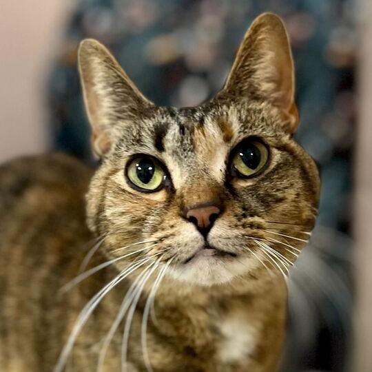Enlarge Clover, a Adoptable Domestic Short Hair in Owosso, MI image 3/3