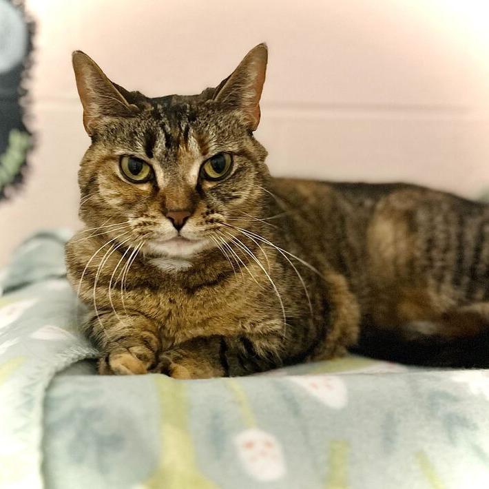 Enlarge Clover, a Adoptable Domestic Short Hair in Owosso, MI image 4/4