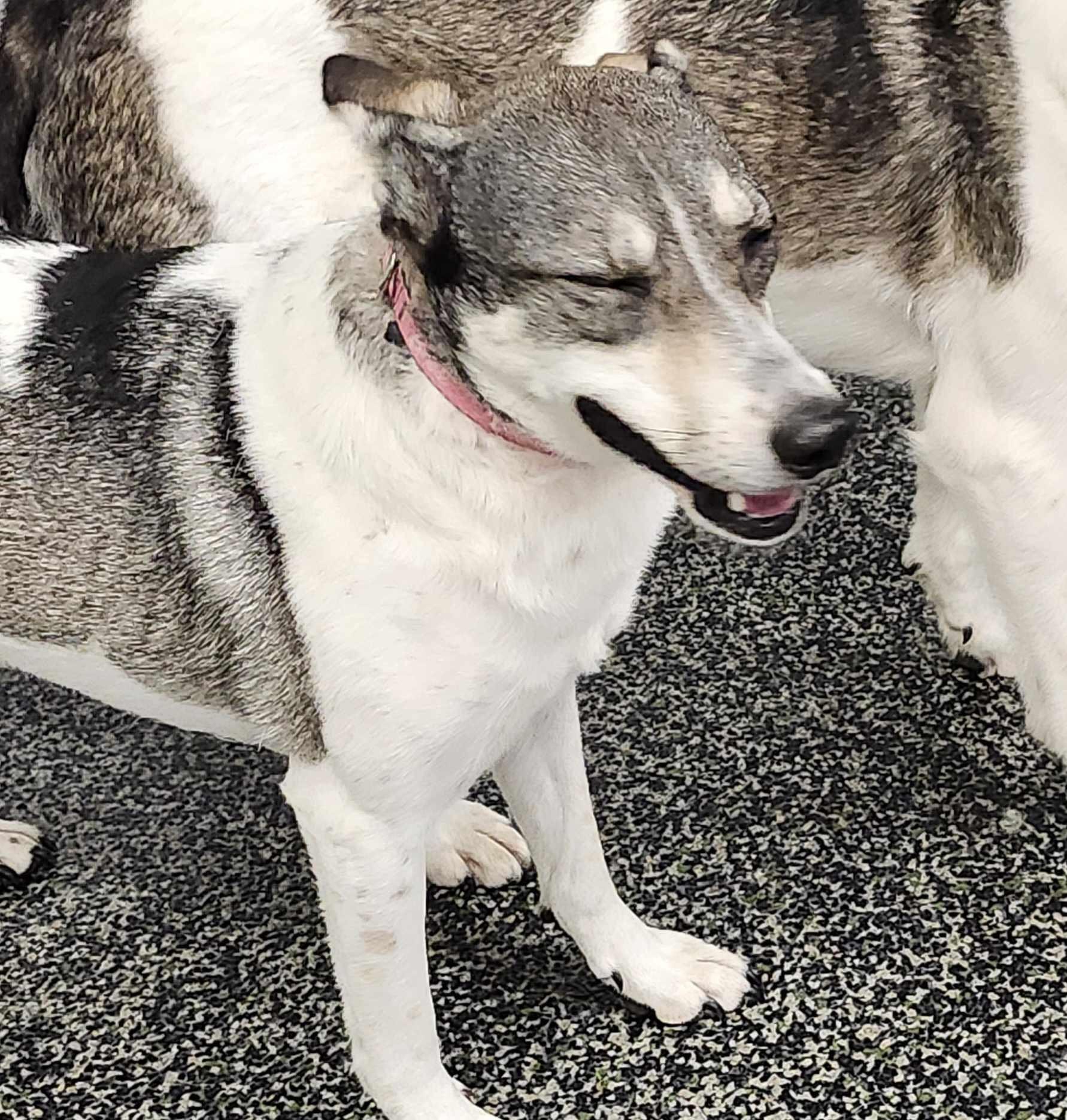 Enlarge Harley, a Adoptable mixed breed in Scarborough, ON image 1/6