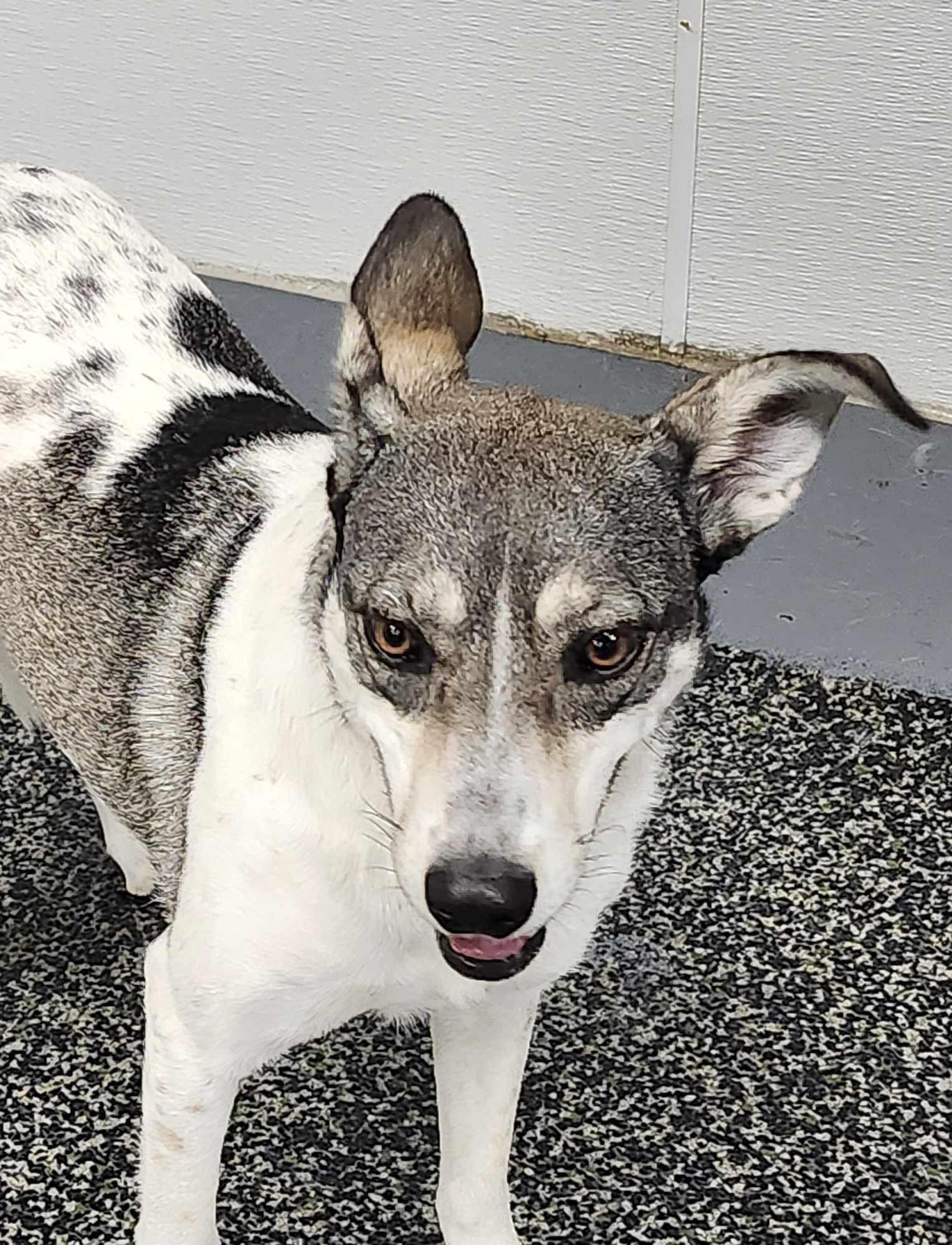 Enlarge Harley, a Adoptable mixed breed in Scarborough, ON image 2/6