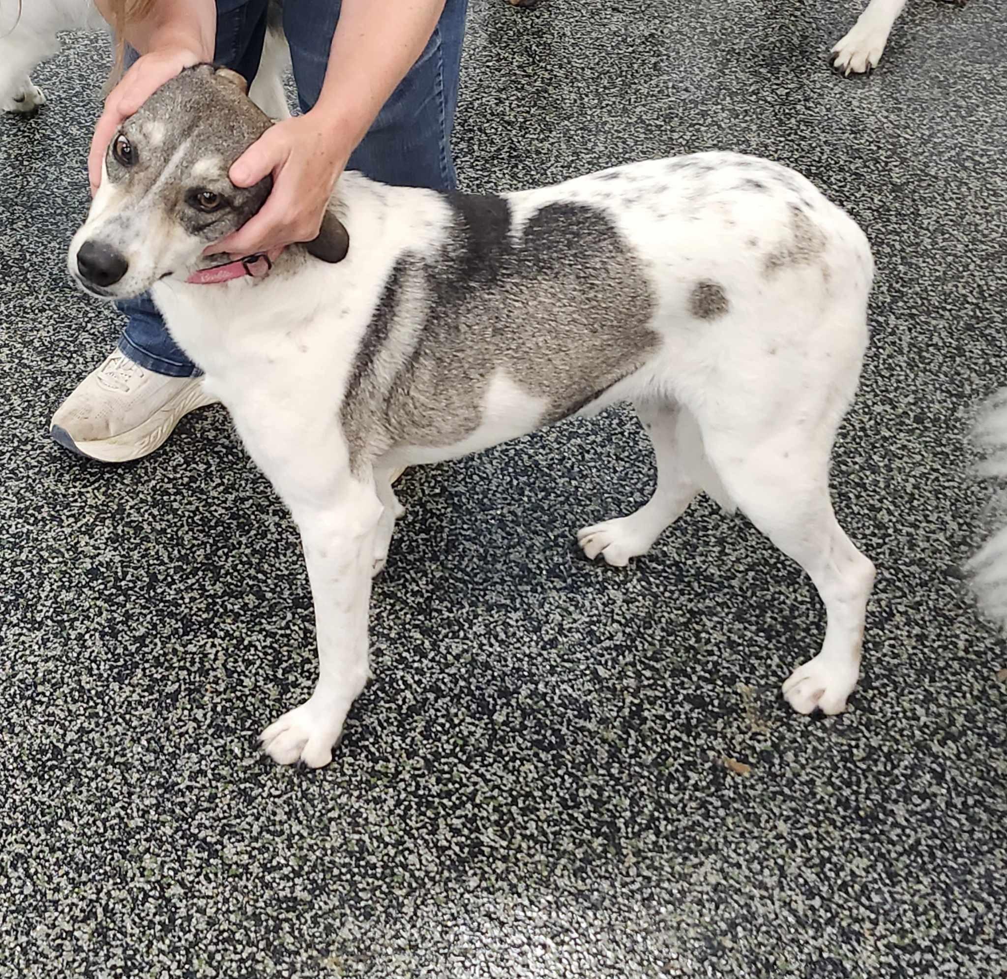 Enlarge Harley, a Adoptable mixed breed in Scarborough, ON image 3/6